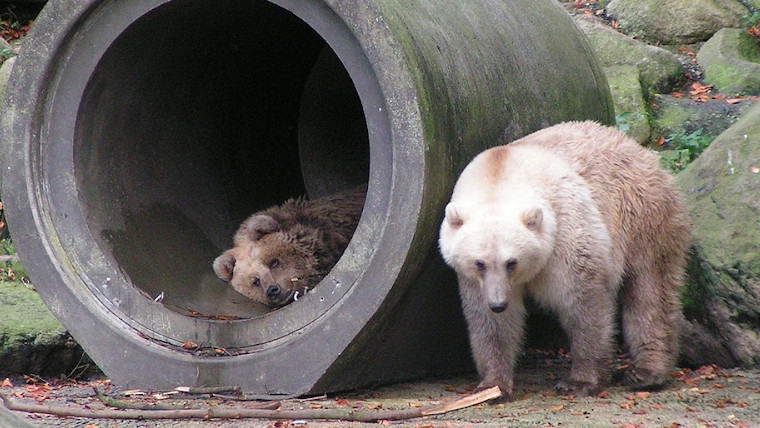 un grolar dans un zoo