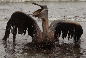 oiseau dans une marée noire